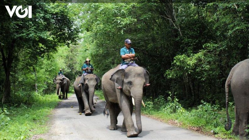 Menyapa Kembali Gajah Gajah Sumatera Di Taman Nasional Way Kambas