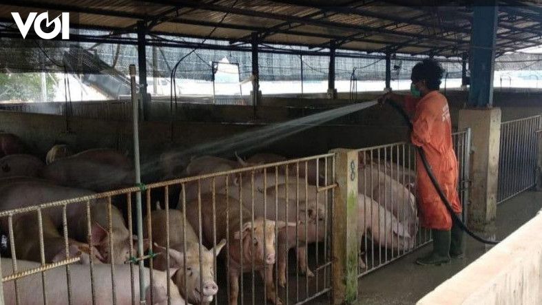 Kementan Singapura Siap Buka Impor Karkas Babi Dari Indonesia