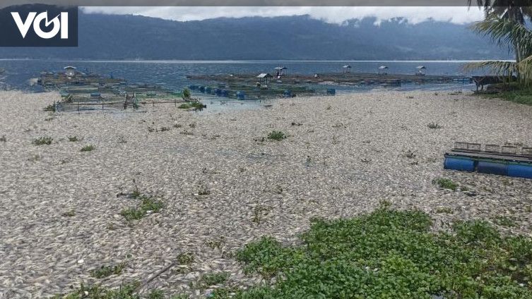 Ton Ikan Mati Selama Januari November Petani Keramba Di Danau