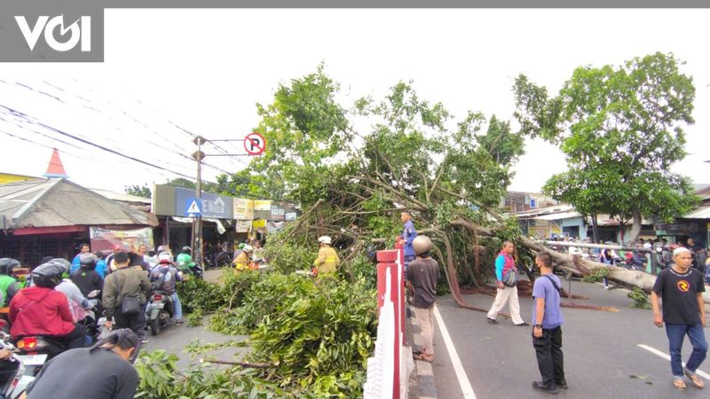 Pohon Mahoni Tumbang Tutupi Arus Jalan Raya Bogor Di Kramat Jati