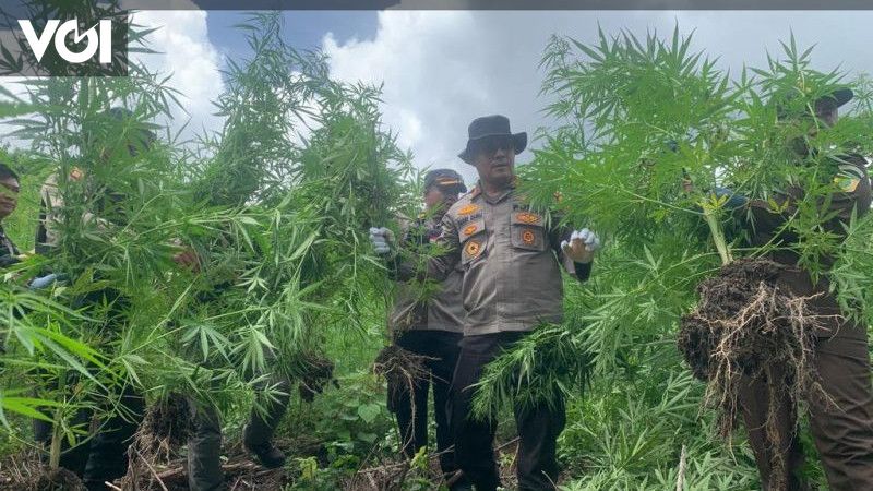 Polisi Temukan Batang Pohon Ganja Di Pegunungan Aceh Besar