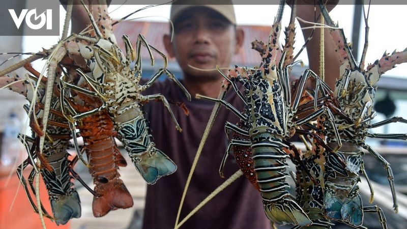 Kkp Buka Kesempatan Kerja Sama Budi Daya Benih Lobster Dengan Negara Lain