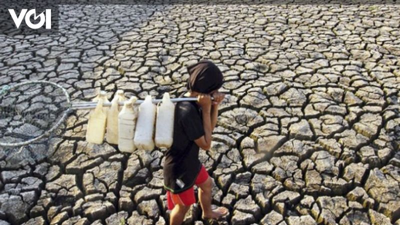 Ribuan Hektare Sawah Di Serang Kekeringan Hektare Berhasil Dipanen