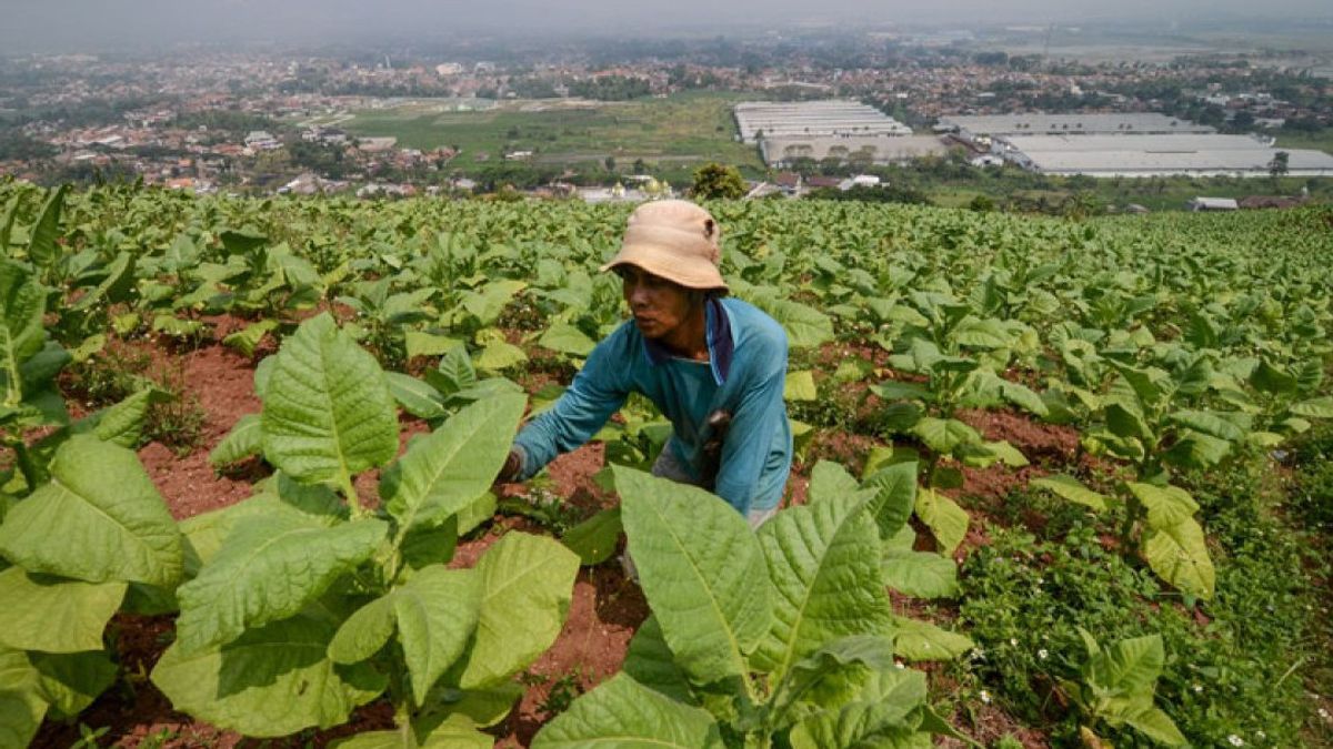 Disbursing The Negative Impact Of The Ministry Of Health's Restrictive Rules, Cengkeh Farmers Crowdedly Reject PP 28/2024 And RPMK Packaging Plains Without Brands