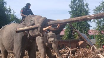 BKSDA Acehは4頭の象を配備し、洪水後に木製の瓦礫をきれいにします