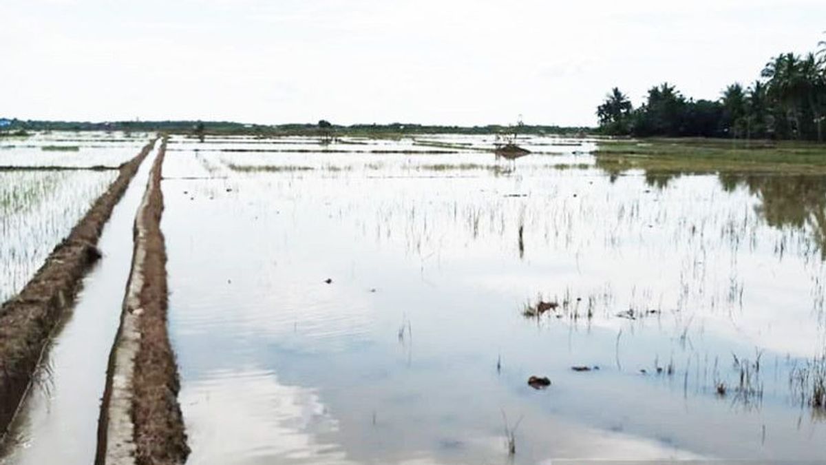 Sudah Sepekan, 2.802 Hektare Sawah di Aceh Utara Terendam Banjir, 43 Hektare Dipastikan Gagal Panen