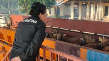 Karantina Pertanian Lampung Tolak 31 Ekor Sapi Asal Bima karena Tak Kantongi Sertifikat Kesehatan