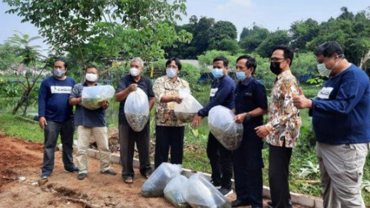 Depok Kembangkan Budidaya Ikan Hias Lokal, Didatangkan Langsung dari Danau Cala di Musi Banyuasin