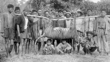Ciliwungの多くのワニ、バタビアのトラ狩り