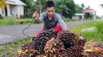 区政府要求中央政府祝福每公斤棕榈油收取Rp25