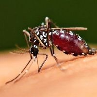 Dinkes Tulungagung Identifikasi 8 Kasus Malaria