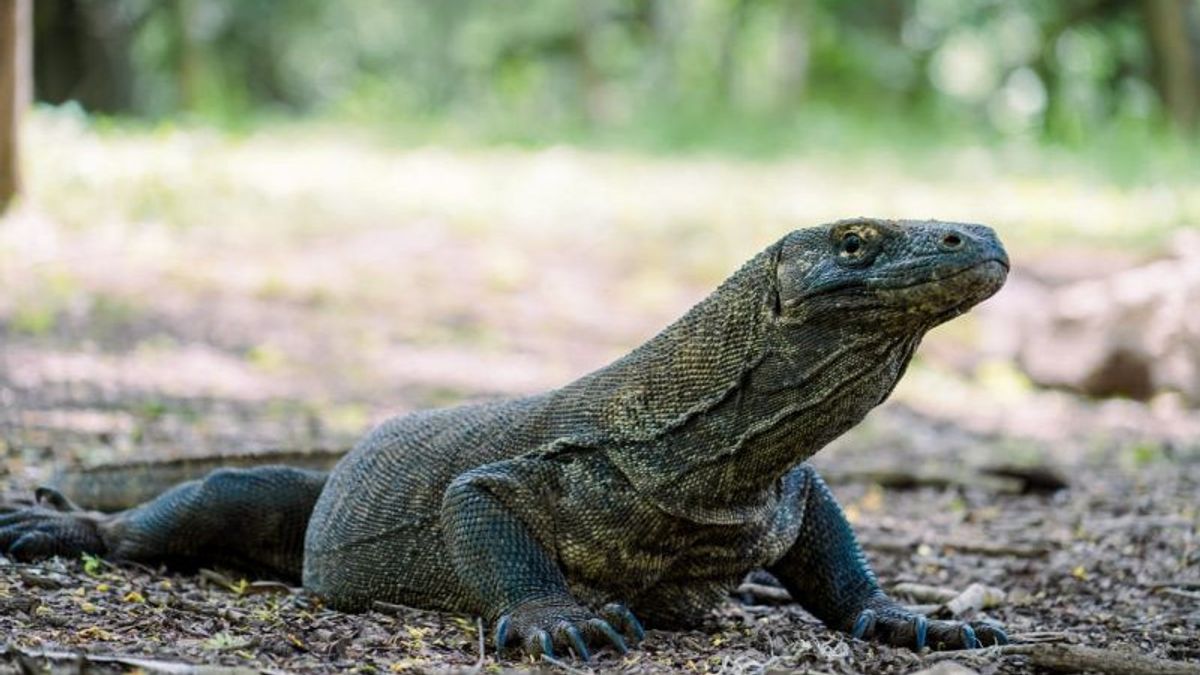 Le Guide Touristique Naturel Loh Crocodile Mordu Par Komodo Subit Une Récupération