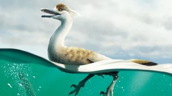 研究者は恐竜の種がアヒルのようであるかもしれないことを発見します:水泳選手は熟練していて獲物を狩るために水に飛び込みます