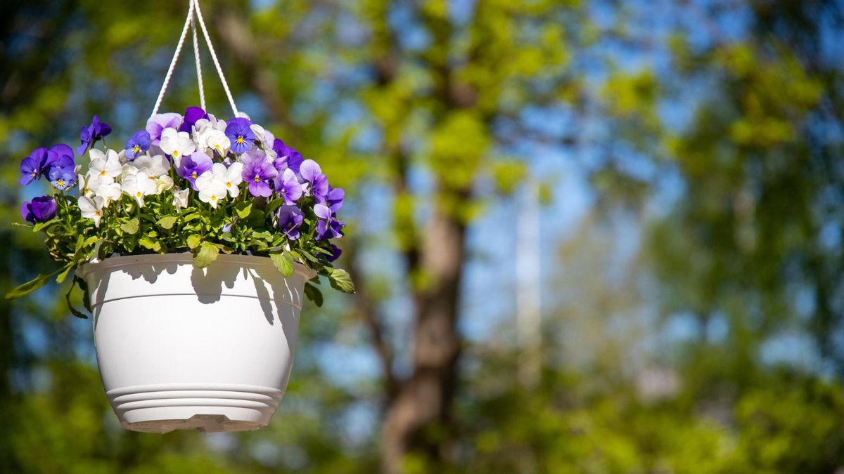 吊り鉢、美しい花の色のための7つの観賞用植物の推奨事項