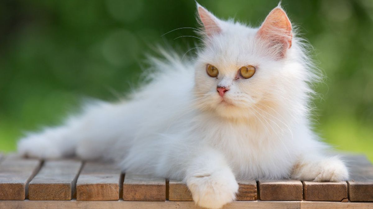5 Interesting Facts About White Cats, Adorable Colors Owned By Each Racis