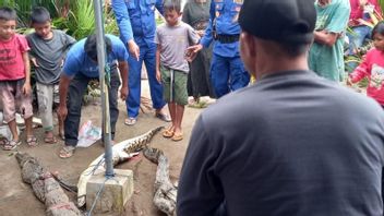 Warga Tiku Lima Jorong Agam Tangkap 6 Buaya