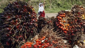 毕马行提议限制棕榈油公司的商业使用权