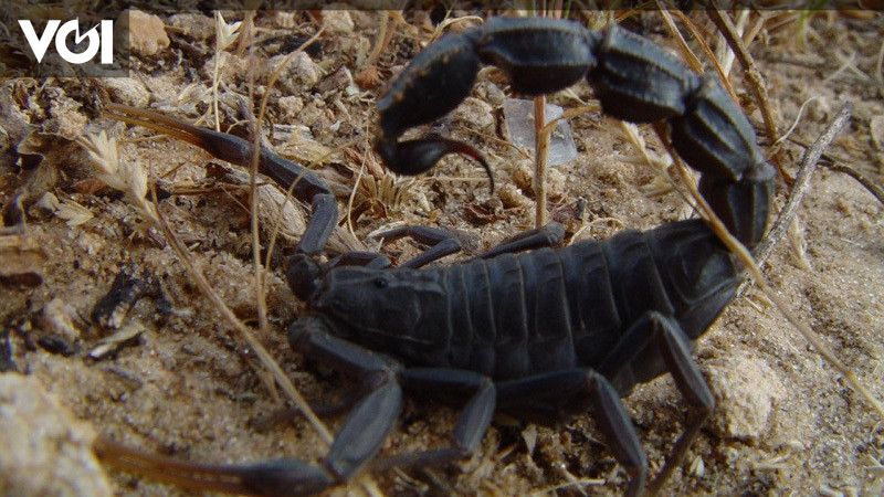 Floods, 500 Egyptians Are Hospitalized Due To Deadly Scorpion Stings