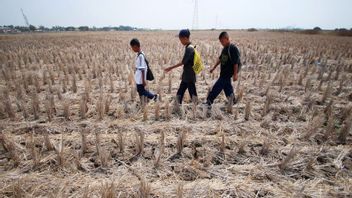干ばつによるセランプソ市の数十ヘクタールの田んぼ