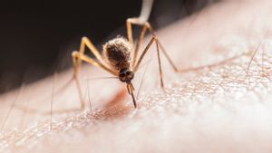 WHO Umumkan Timor Leste Resmi Bebas dari Malaria
