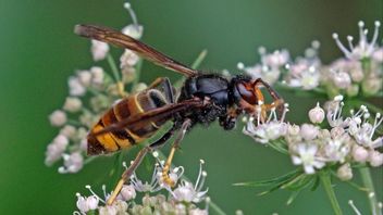 À Propos De How Deadly Vespa Wasps Are