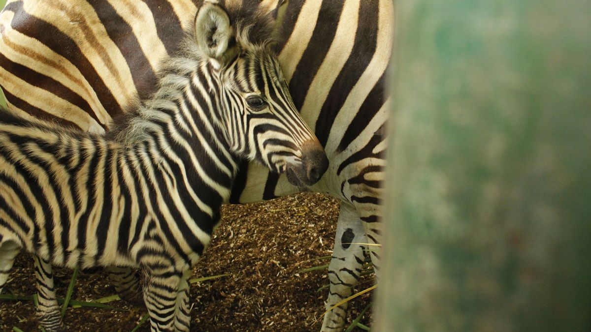 巴厘岛野生动物园欢迎3只鬣狗宝宝、河马和斑马宝宝出生
