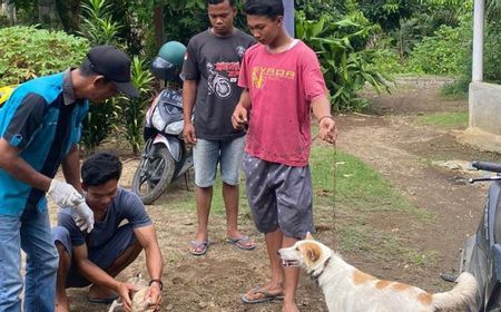 Balita di Pasaman Meninggal karena Digigit Anjing Diduga Rabies