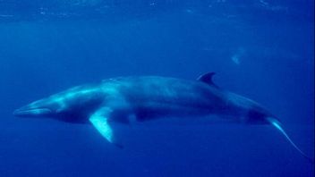 La Décision Historique Du Japon D’arrêter La Chasse à La Baleine Dans L’histoire Aujourd’hui, Le 31 Mars 2014