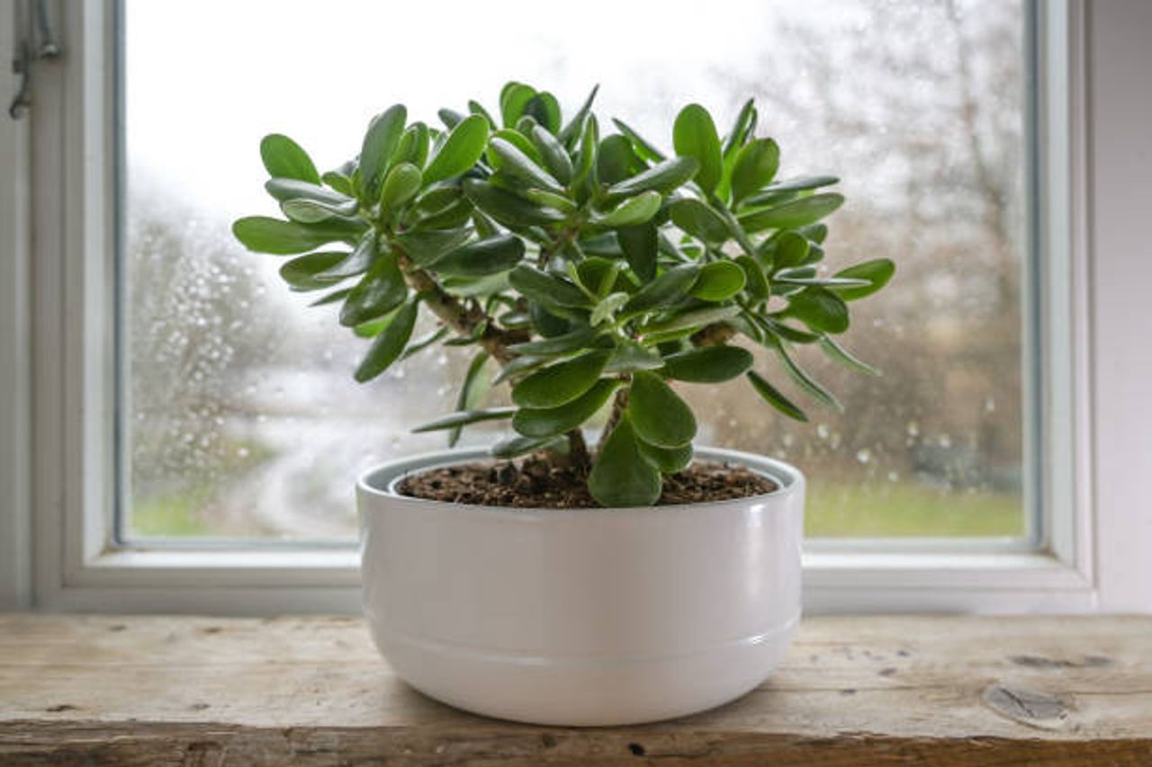 アパートに適した7つの観葉植物