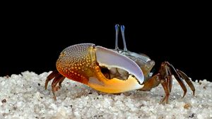 Tak Disangka, Hewan Kecil Ini Ternyata Efektif Mengurangi Mikroplastik dari Lingkungan