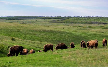 Invasi Rusia Sebabkan Semua Pejantan Mati, Bison di Taman Nasional Ukraina Terancam Punah