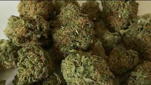 Polisi Sita 15 Kg Ganja di Jatiasih Bekasi, Beserta 1 Orang Pengedar
