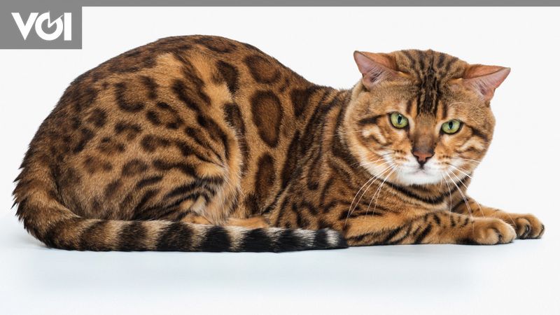 Mengenal Sifat dan Karakter Kucing Bengal, Anabul Ras yang Cerdas