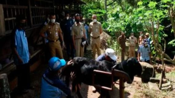 Berita Gunung Kidul Hari Ini: Pemkab Dukung Pengembangan Agro Wisata Kambing Etawa