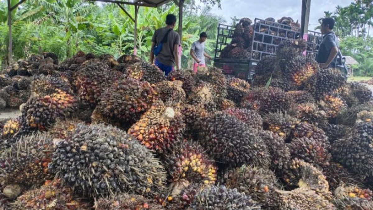 Reluctant To Be A Victim Of Cooking Oil Scarcity, Oil Palm Farmers Propose To Reduce The B30 Program To B20