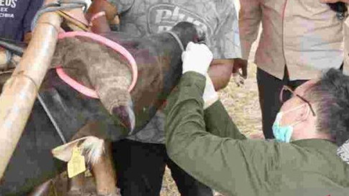 口と爪の病気に苦しむことを宣告されたフローレス州のJaktim Kantongi SKKHの犠牲牛の売り手