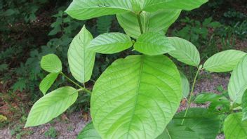The Polemic Of Kratom Leaves That Are Included In Narcotics Category I But Can Be Exported: A Prohibition That Must Be Reexamined