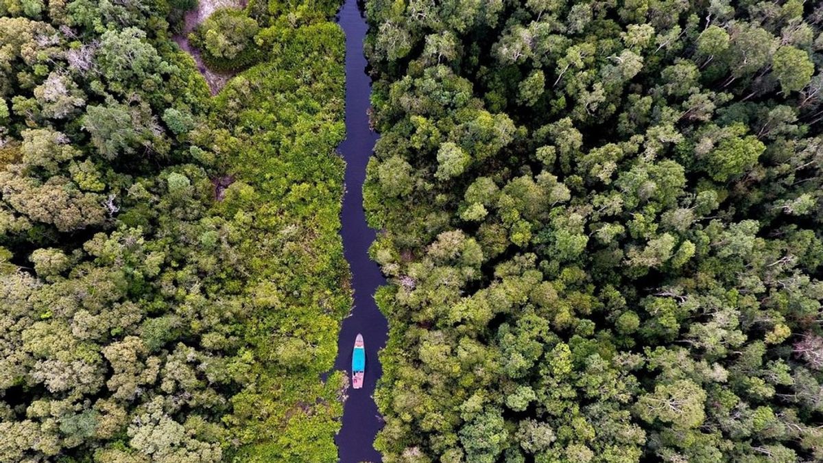 Taman Nasional Tanjung Puting: Bisa Interaksi Langsung Dengan Orang Utan