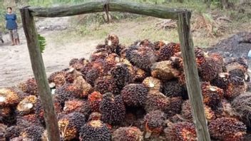 Turun Tipis, Harga CPO dan TBS di Jambi Jadi Rp10.935 per Kilogram