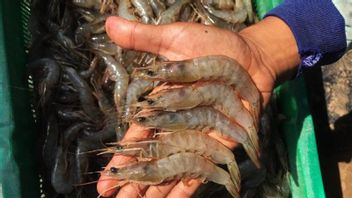 Strengthen The Downstream Of Shrimp Commodities In Kebumen, Here's KKP's Efforts