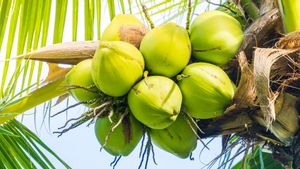 8 Jenis Kelapa untuk Obat bagi Tubuh, Kenali Beragam Khasiatnya