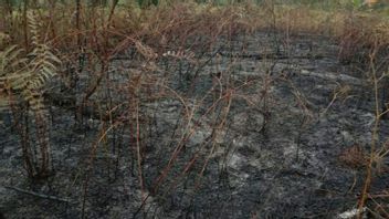 Karhutla In Nenang Penajam Paser Utara Successfully Extinguished