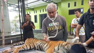 Kondisi Harimau Masuk Perangkap di Aceh Selatan Sudah Pulih