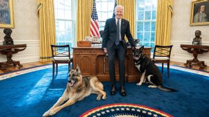 Anjing German Shepherd Miliknya Menarik Perhatian, Joe Biden: Dia Anjing yang Manis