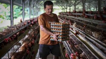 ارتفاع أسعار البيض ووزارة التجارة تلتقي بمزارعي الدجاج البياض
