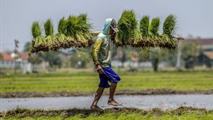 Harga BBM Naik, Petani Thailand Terjepit dan Pupuk Terancam Makin Mahal