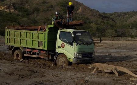 Komodo di Nusantara: Ditemukan Penjelajah Eropa, Diteliti Ilmuwan Belanda, Dikonservasi Soeharto, Menghadang Truk di Era Jokowi