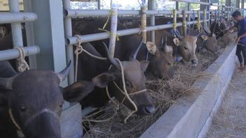 南スマトラ州政府のイドゥラダの肉牛ニーズは8,000頭に達し、供給の可用性はほぼ100%です