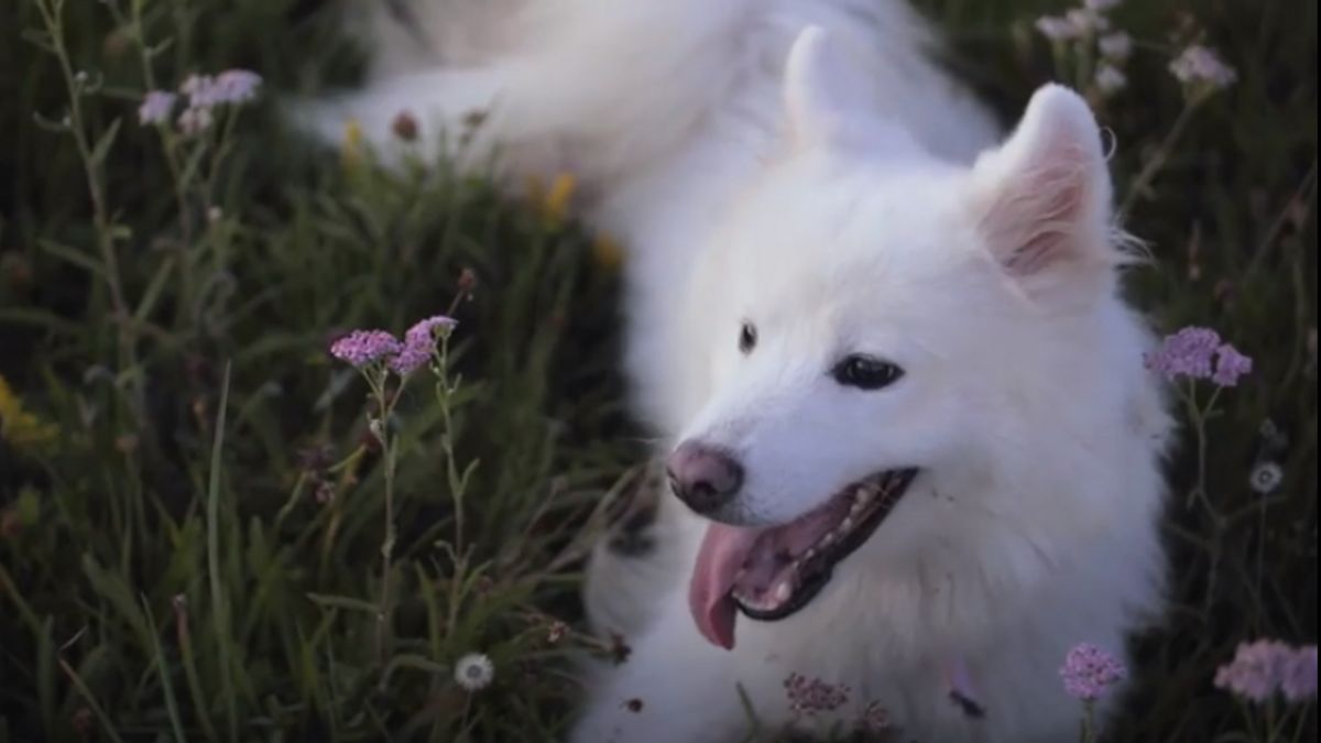 SpareRoom يخلق جلسات التأمل باستخدام فيديو الكلب