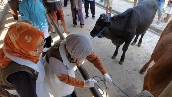 ar, 180 vaches dans 21 sous-districts de Lamongan ont été infectées par le PMK